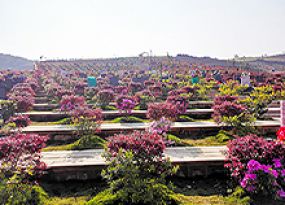 广南县大田陵园